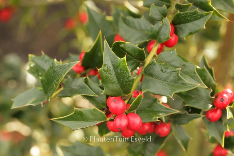 Ilex 'Dr. Hu'