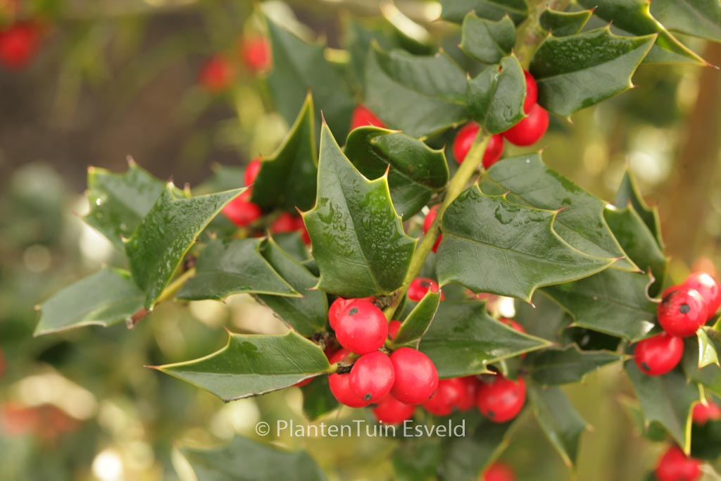 Ilex 'Dr. Hu'