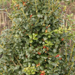 Ilex 'Dr. Kassab'