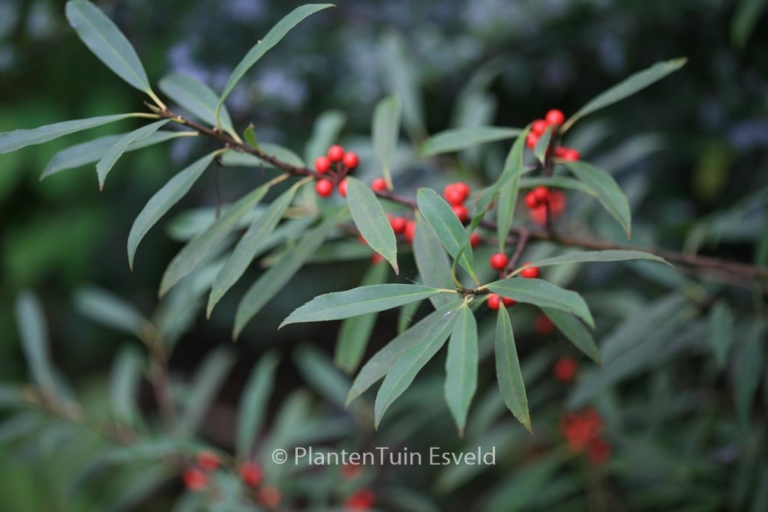 Ilex fargesii