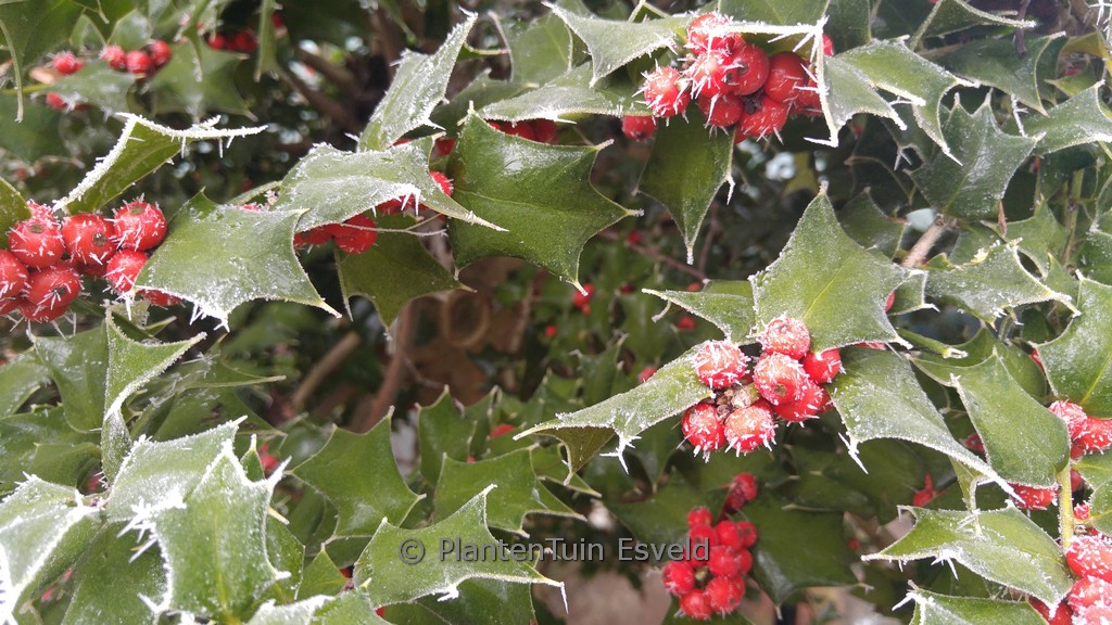 Ilex 'Good Taste'