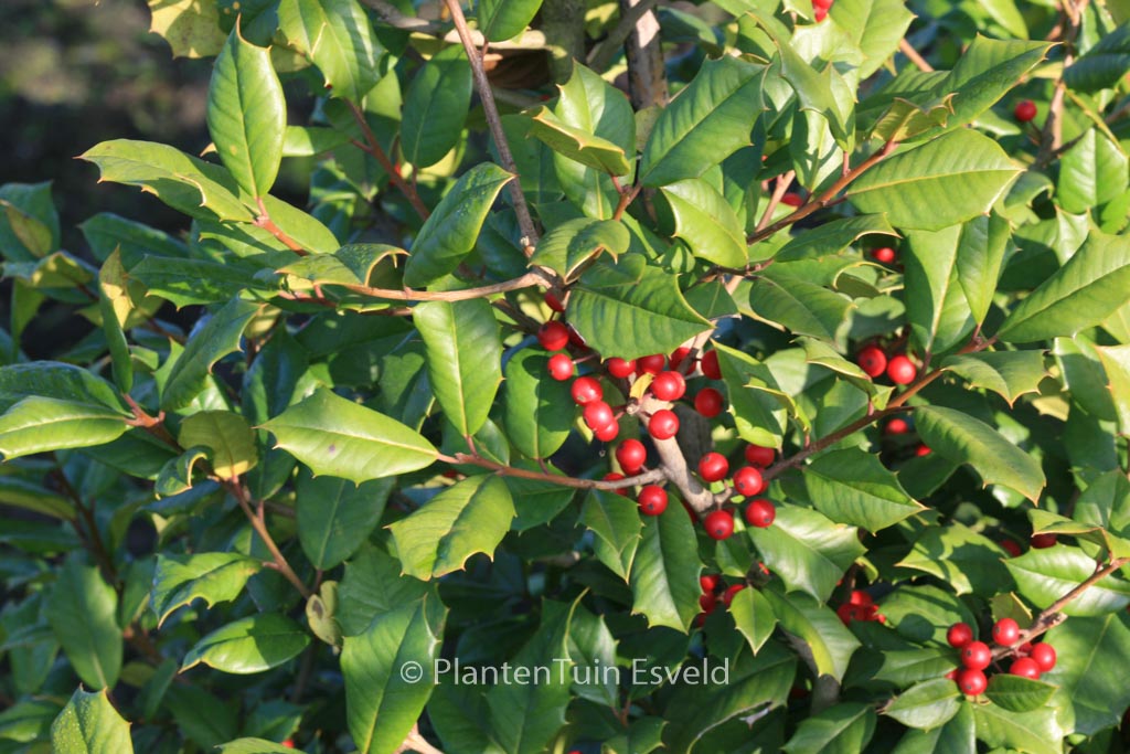 Ilex opaca 'Clarissa'