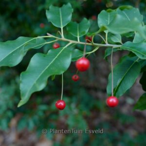 Ilex pedunculosa 'Ellen'