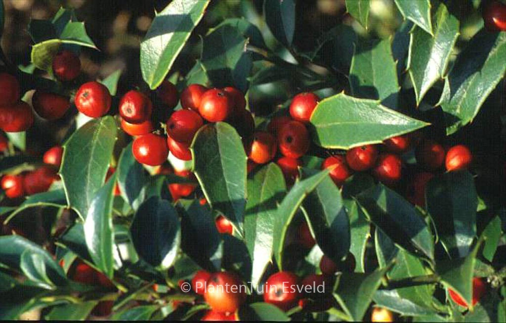 Ilex 'September Gem'