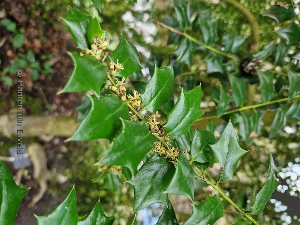 Ilex 'Virgo'