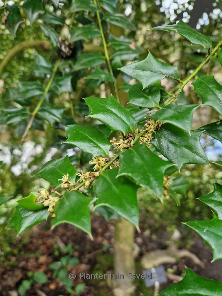 Ilex 'Virgo'