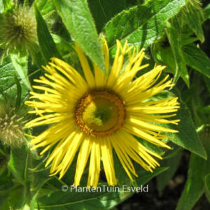 Inula magnifica