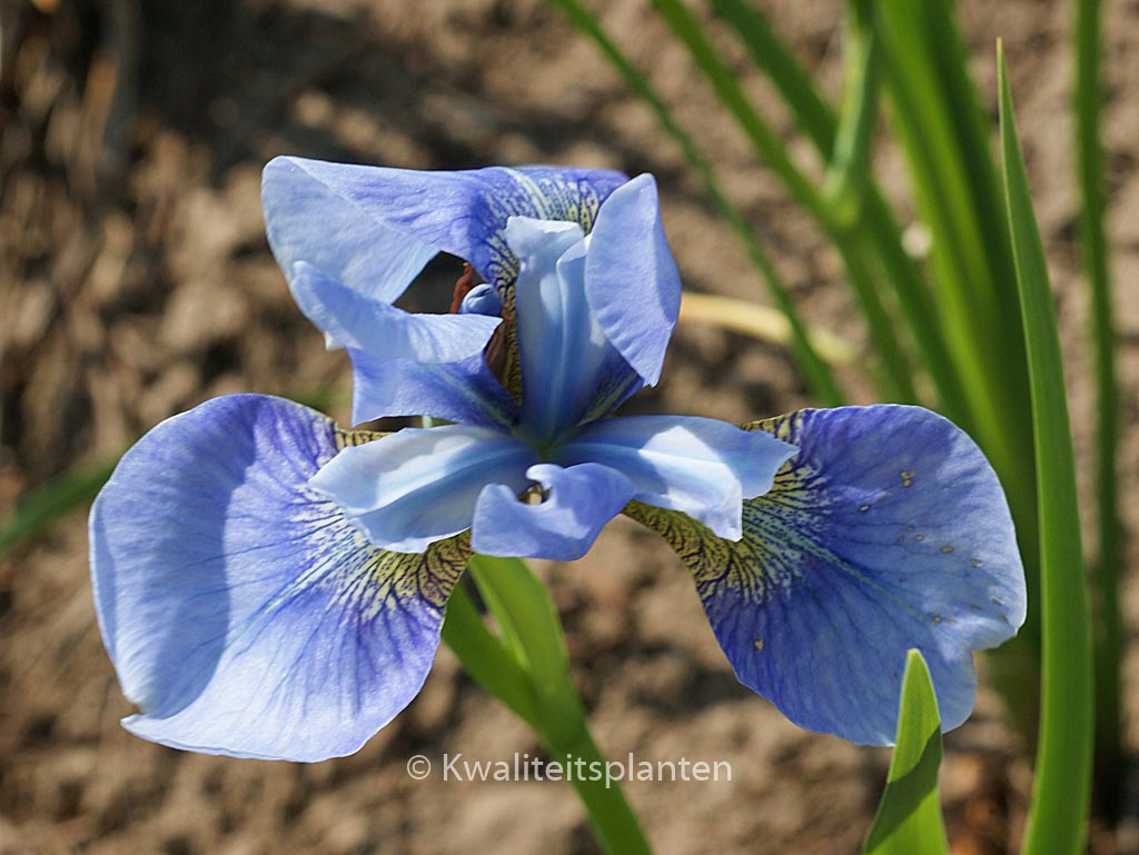 Iris sibirica 'Perry's Blue'