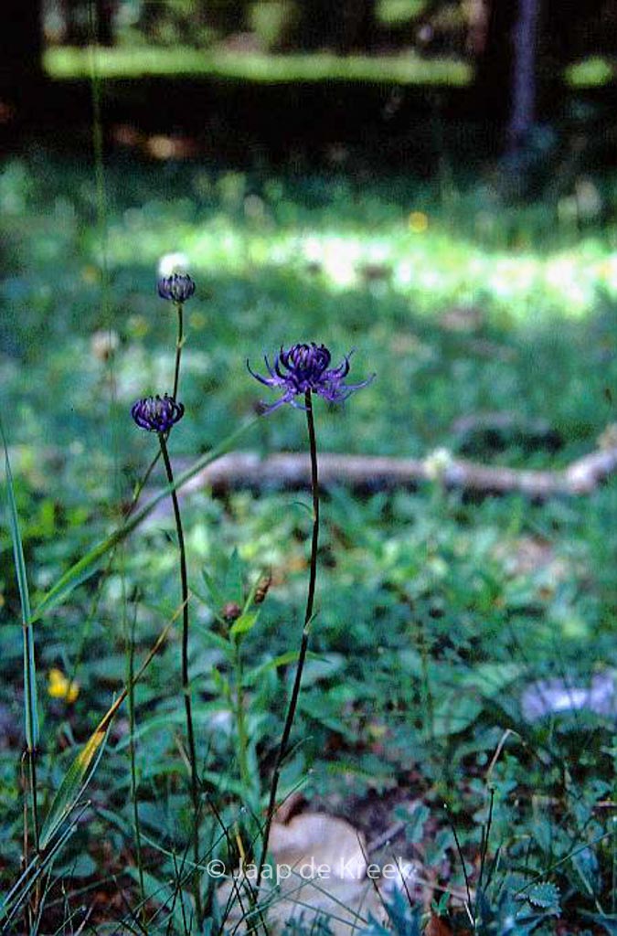 Jasione montana
