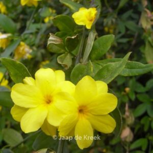Jasminum mesnyi