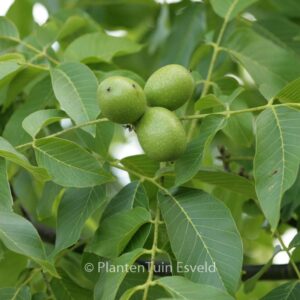 Juglans regia 'Broadview'