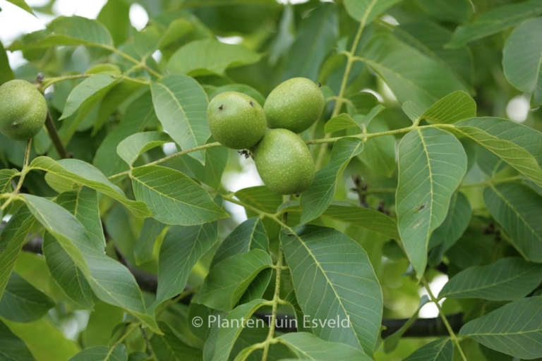 Juglans regia 'Broadview'
