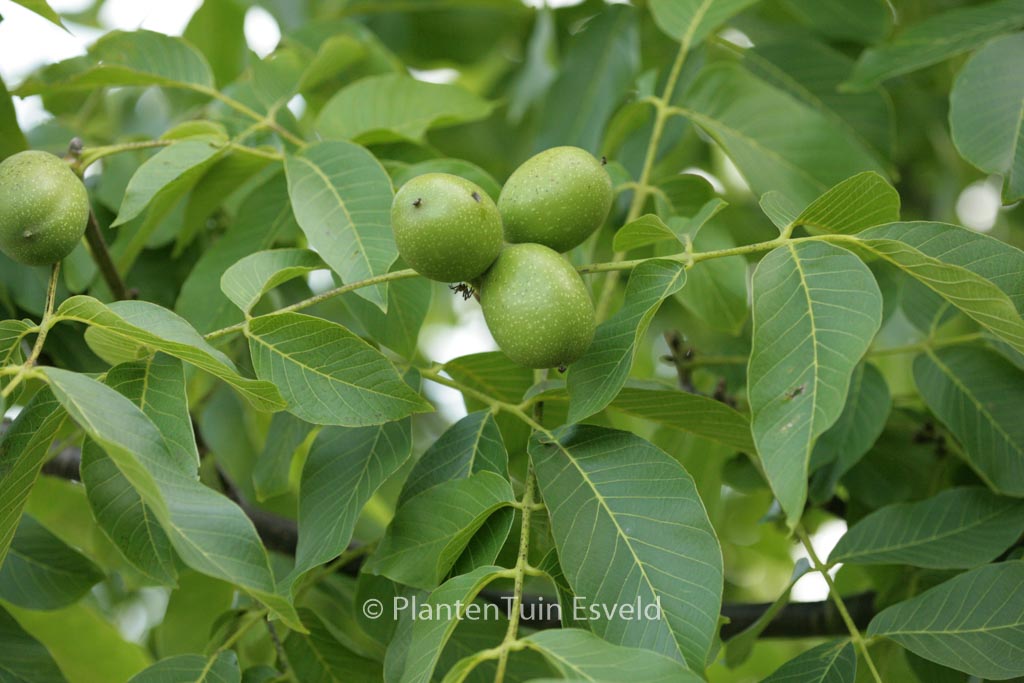 Juglans regia 'Broadview'