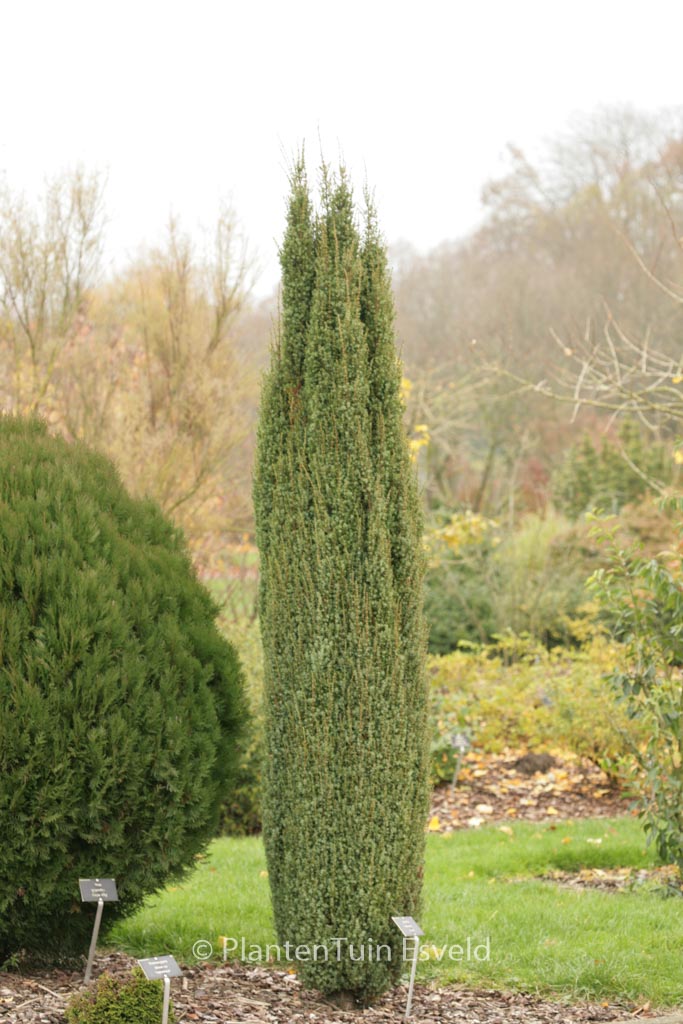 Juniperus communis 'Arnold'