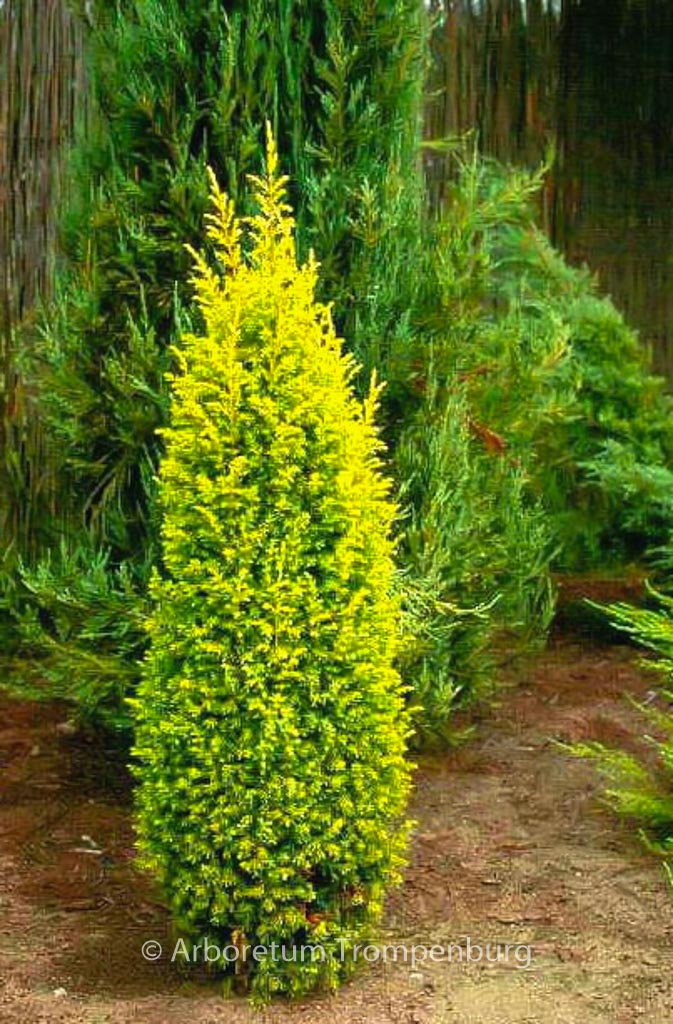 Juniperus communis 'Gold Cone'