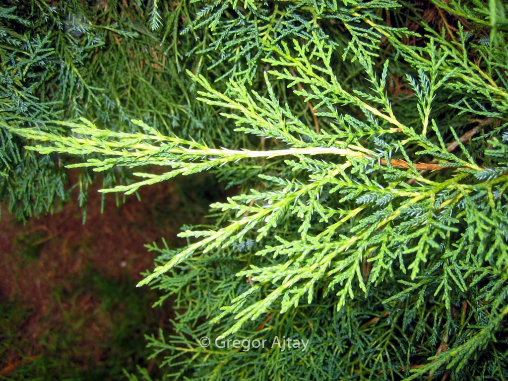 Juniperus pfitzeriana 'Pfitzeriana Aurea'