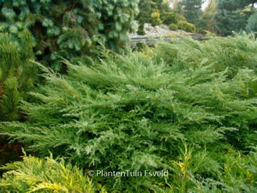 Juniperus pfitzeriana 'Pfitzeriana Compacta'