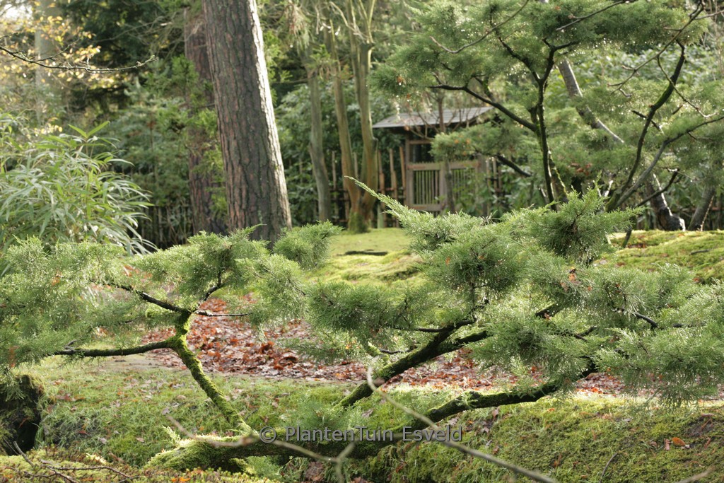 Juniperus pfitzeriana 'Wilhelm Pfitzer'