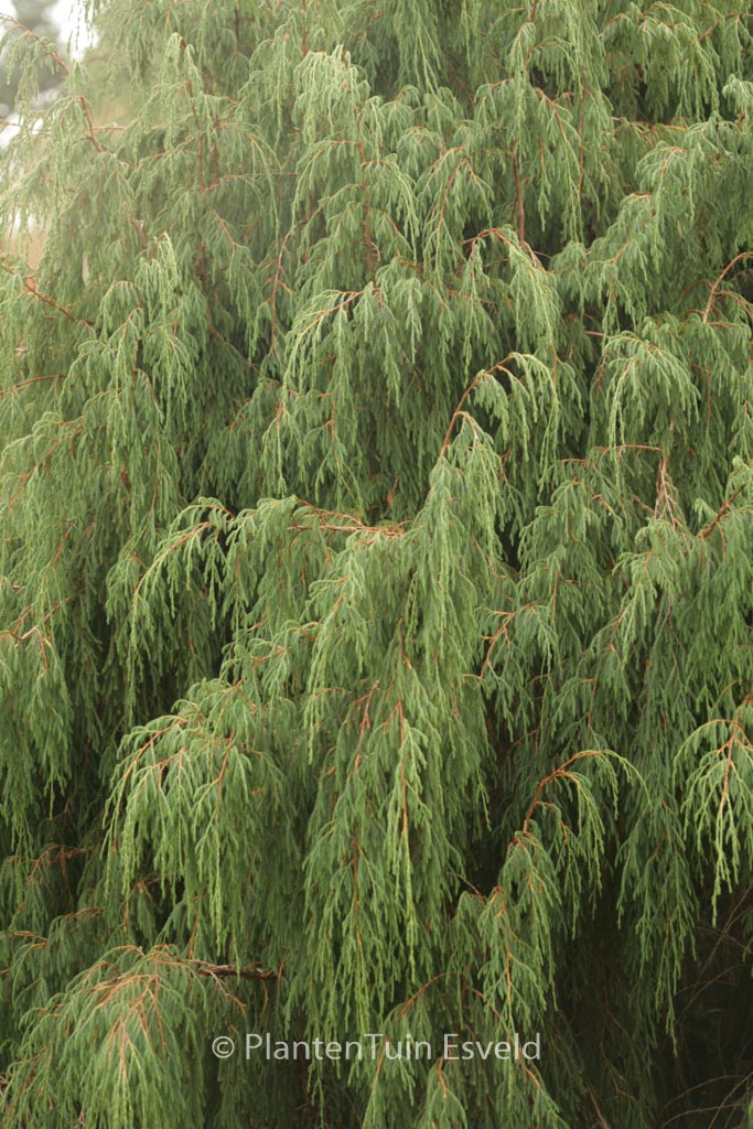 Juniperus recurva coxii