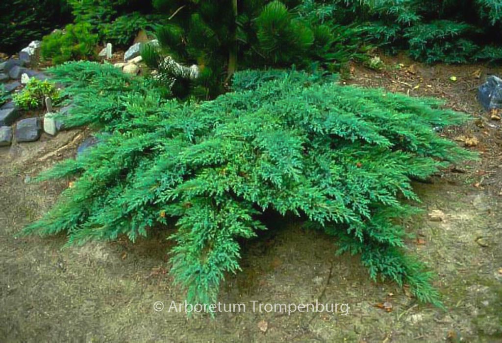 Juniperus sabina 'Rockery Gem'