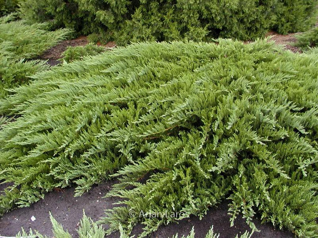 Juniperus sabina 'Tamariscifolia'