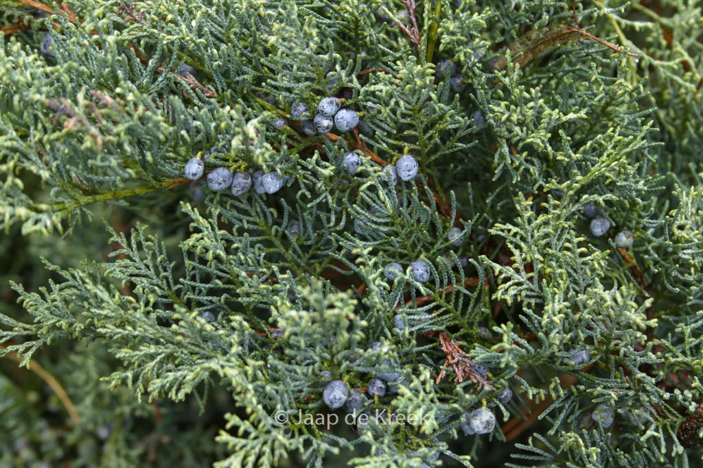 Juniperus virginiana 'Grey Owl'