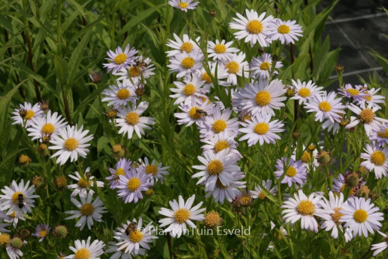 Kalimeris incisa 'Charlotte'