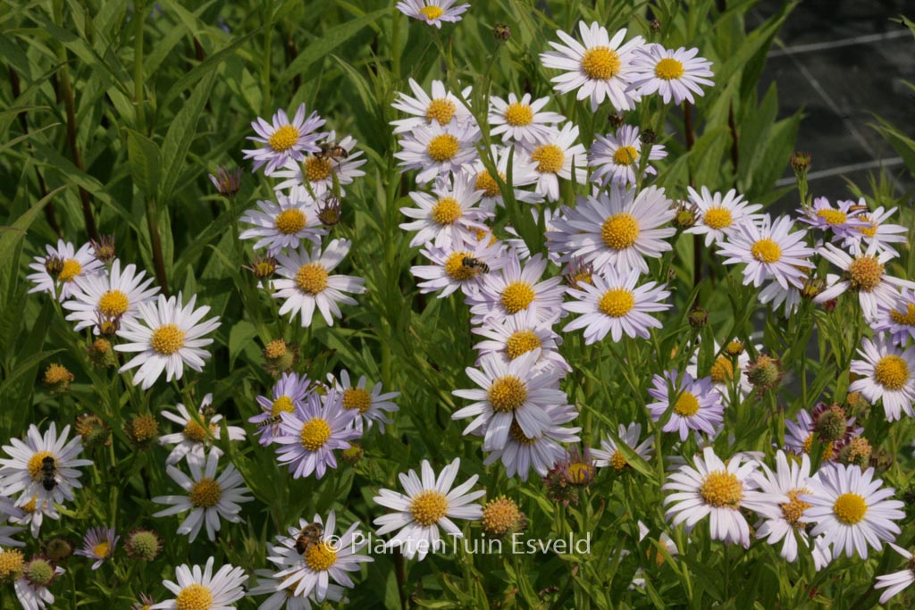 Kalimeris incisa 'Charlotte'