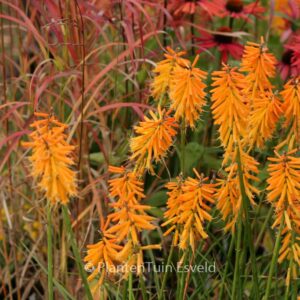 Kniphofia 'Mango Popsicle'