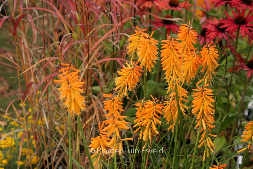 Kniphofia 'Mango Popsicle'