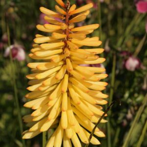 Kniphofia 'Moonstone'