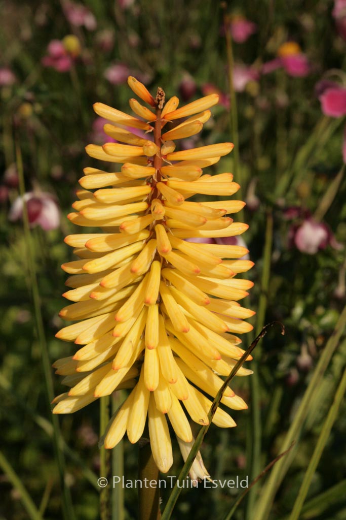 Kniphofia 'Moonstone'