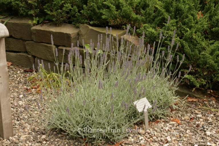 Lavandula 'Richard Gray'