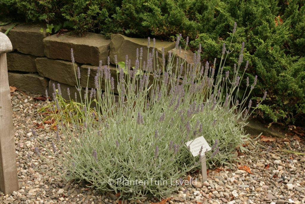 Lavandula 'Richard Gray'