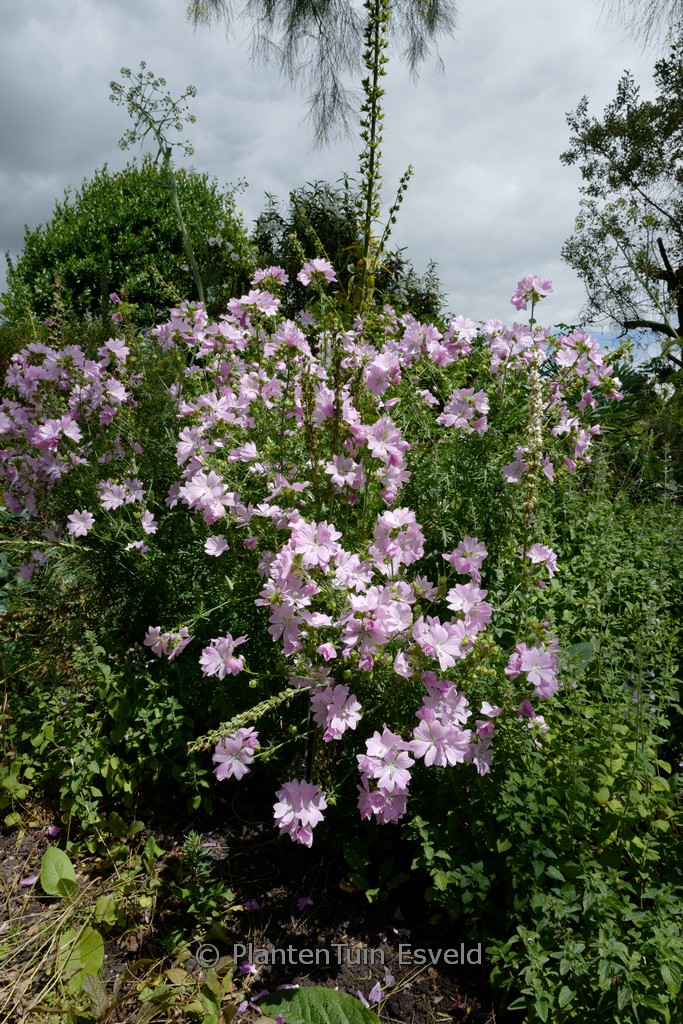 Lavatera 'Barnsley'