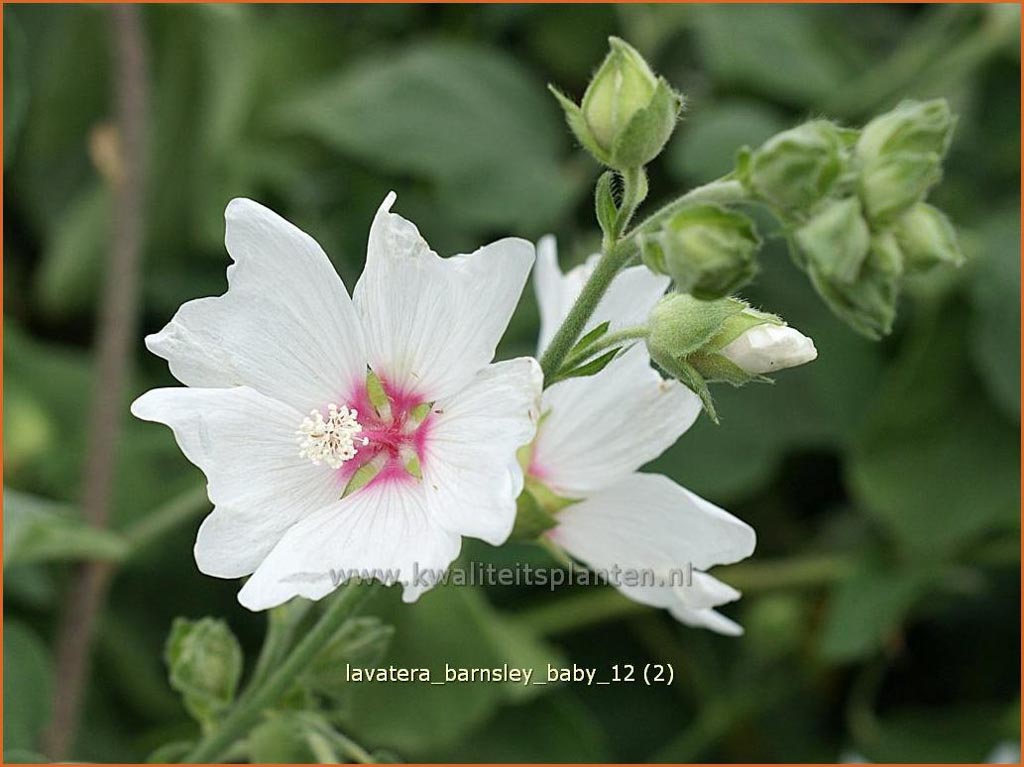 Lavatera 'Barnsley Baby'