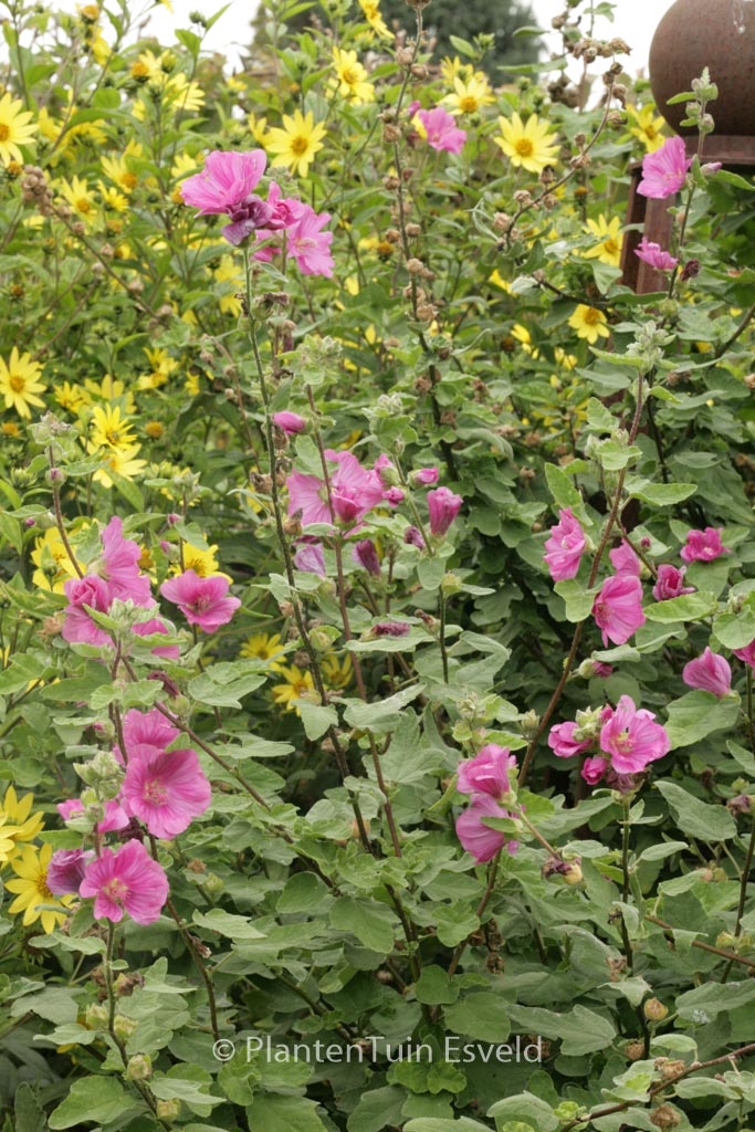 Lavatera 'Burgundy Wine'