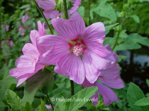 Lavatera 'Rosea'