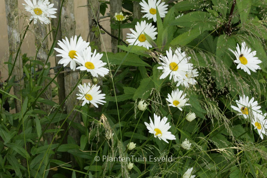 Leucanthemum 'Becky'