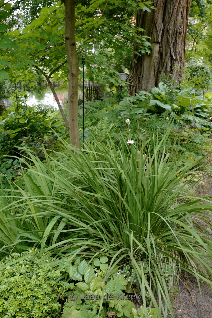 Libertia grandiflora