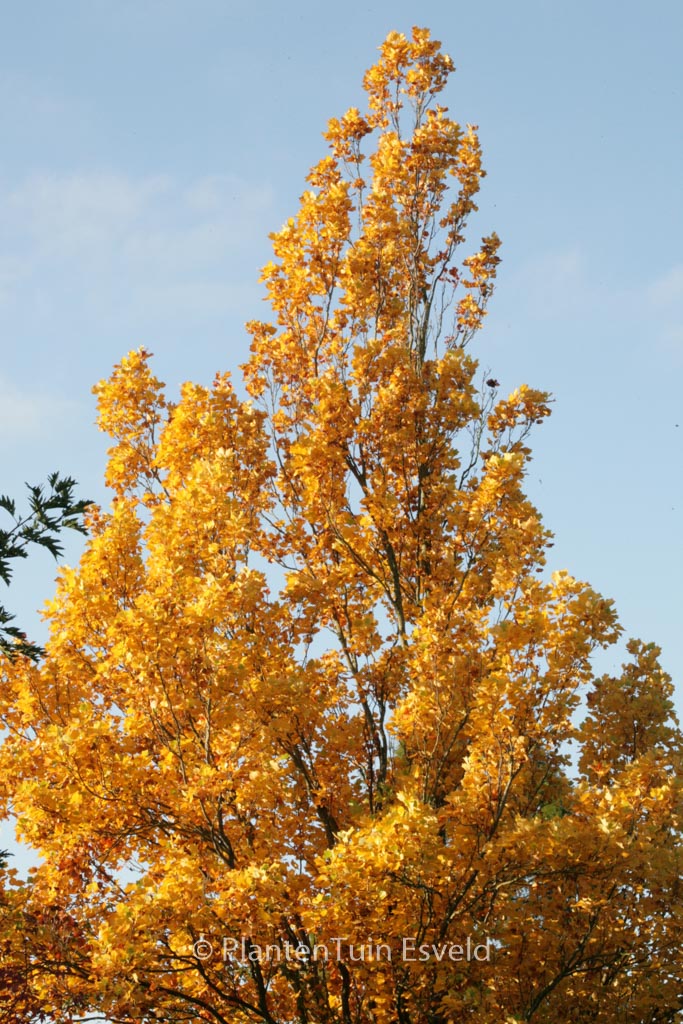 Liriodendron tulipifera 'Fastigiatum'
