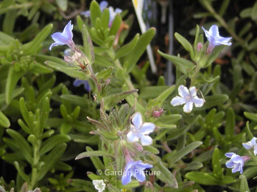Lithodora diffusa 'Star'