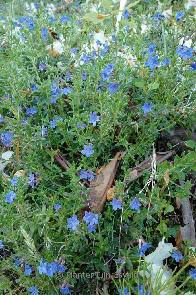 Lithodora prostata 'Heavenly Blue'
