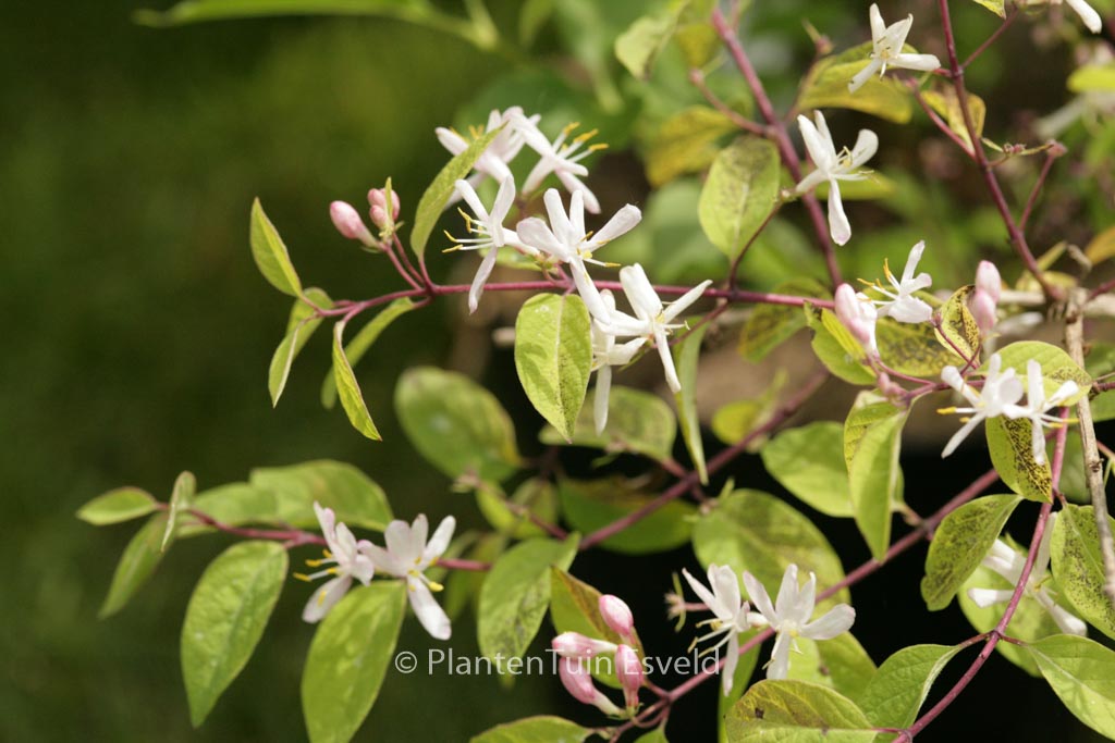 Lonicera amoena 'Rosea'