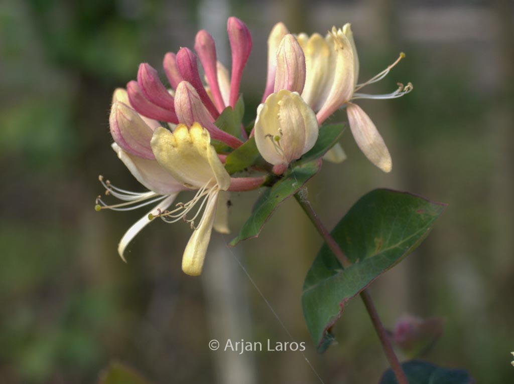 Lonicera caprifolium 'Inga'