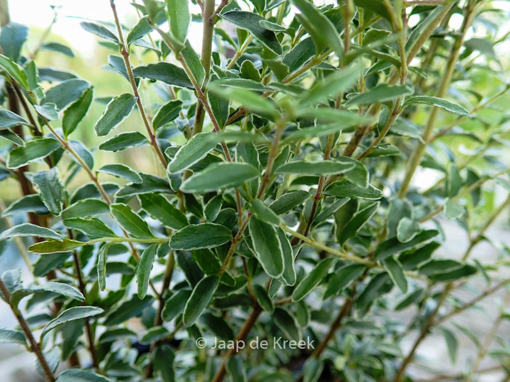 Lonicera nitida 'Silver Beauty'