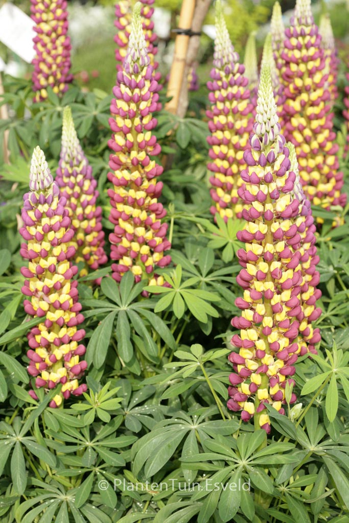 Lupinus 'Manhattan Lights' (WESTCOUNTRY SERIE
