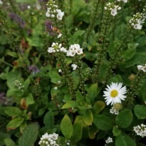 Lysimachia 'Innlyscand' (CANDELA)