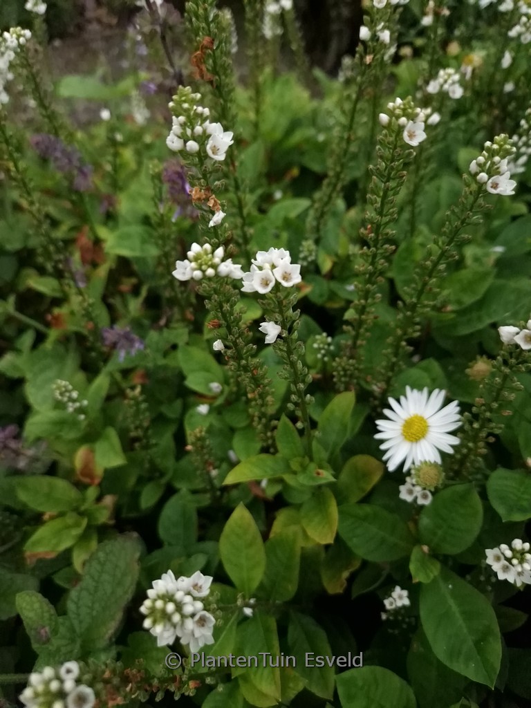 Lysimachia 'Innlyscand' (CANDELA)