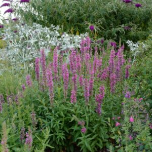 Lythrum salicaria 'Feuerkerze'